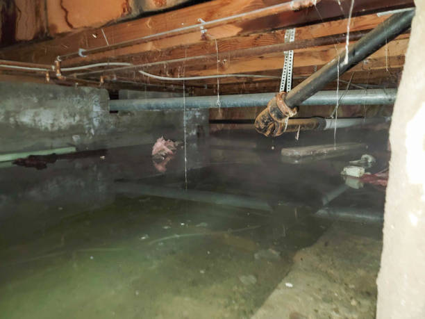 Best Water damage mitigation services  in Dellwood, MO